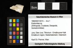 Foto (Objekt + Etiketten) von Eodromites sp. 